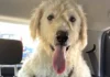 cane abbandonato