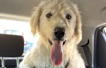 cane abbandonato