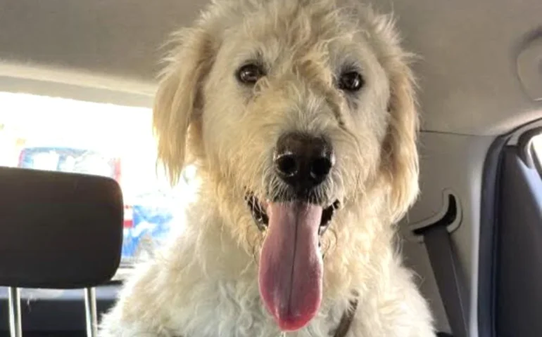 cane abbandonato