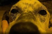 Alex, cane cieco e sordo, picchiato a Bono da un ragazzo, morì dopo giorni di agonia: imputato in riabilitazione, ma la LAV non ci sta