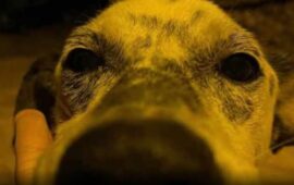 Alex, cane cieco e sordo, picchiato a Bono da un ragazzo, morì dopo giorni di agonia: imputato in riabilitazione, ma la LAV non ci sta