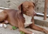 cane in cerca di casa