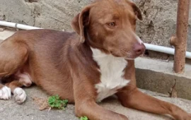 cane in cerca di casa