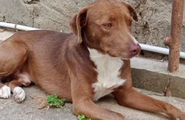 cane in cerca di casa