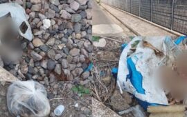 Serramanna, orrore sui binari: sacchi pieni di cuccioli di cani e gatti uccisi