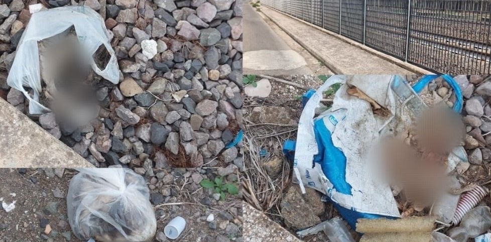 cani uccisi a serramanna