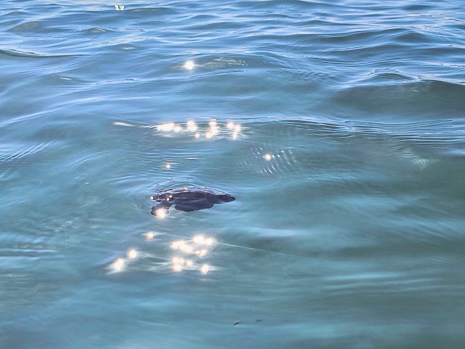 caretta caretta