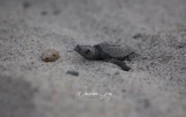 Sardegna, ottobre 2025: ancora un nido attivo di Caretta Caretta. Nata la 22ª tartarughina a Sant’Andrea