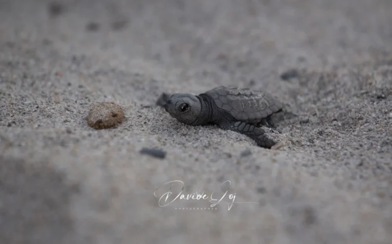 caretta caretta