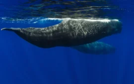 Spettacolo in mare aperto: capodogli, grampi e stenelle striate nel Golfo dell’Asinara