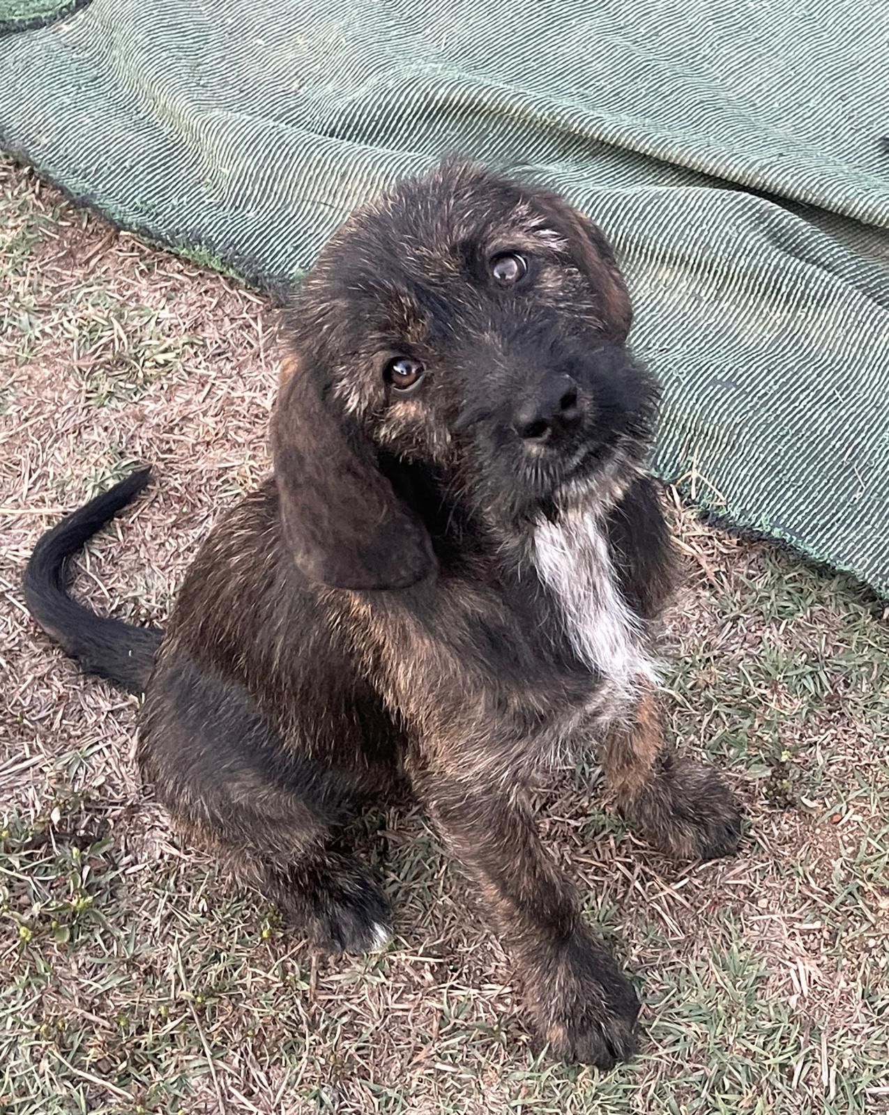 cuccioli abbandonati