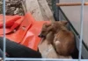 cuccioli abbandonati