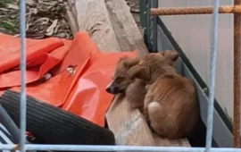 cuccioli abbandonati