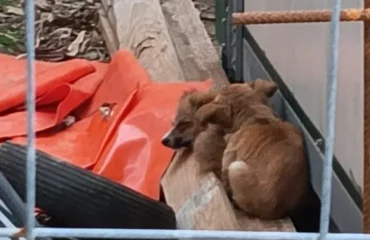 cuccioli abbandonati