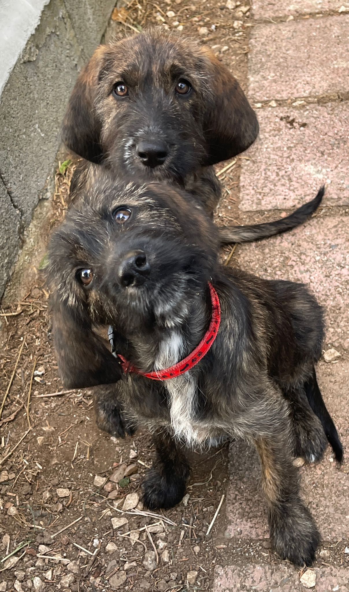 cuccioli abbandonati