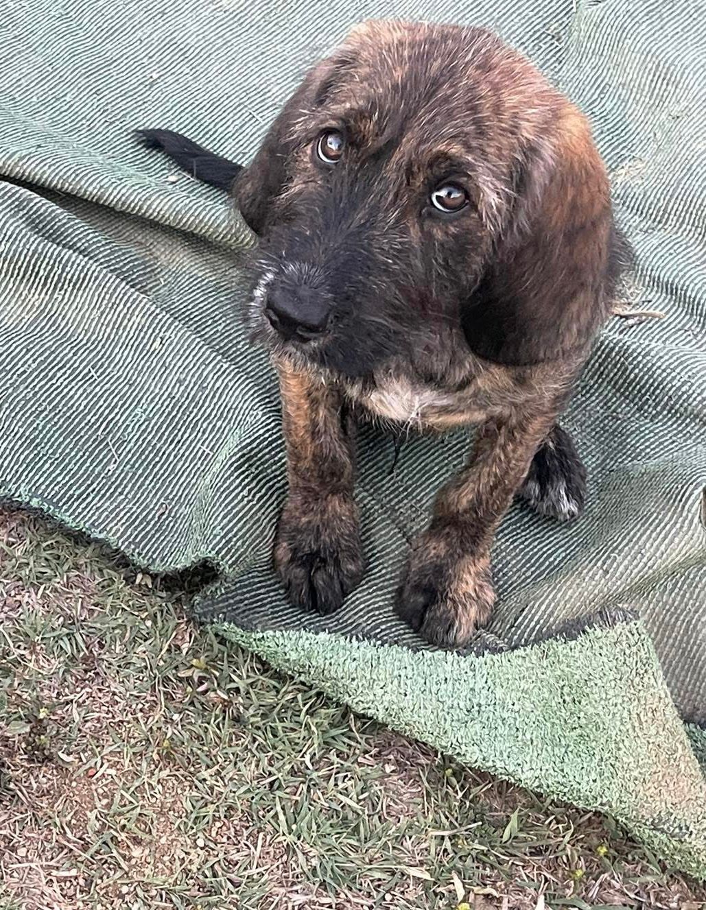 cuccioli abbandonati