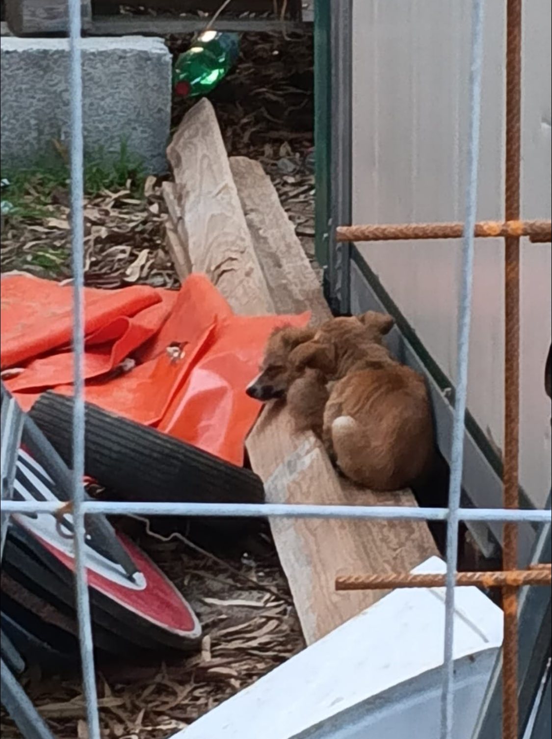 cuccioli abbandonati