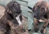 cuccioli abbandonati