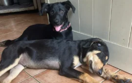 cuccioli in cerca di casa