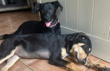 cuccioli in cerca di casa