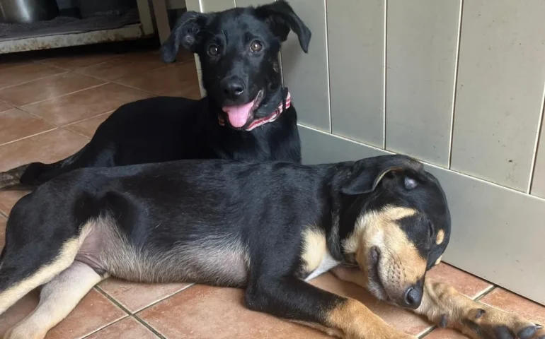 cuccioli in cerca di casa