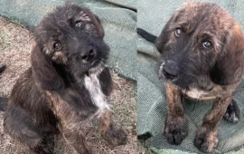 cuccioli abbandonati