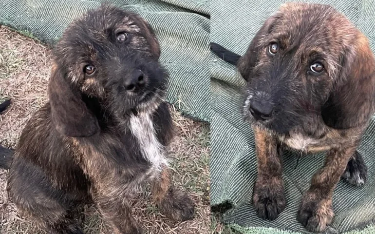 cuccioli abbandonati