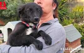 cucciolo abbandonato