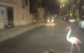 Fenicotteri inaspettati tra le vie di Assemini: un fenomeno che sorprende e affascina