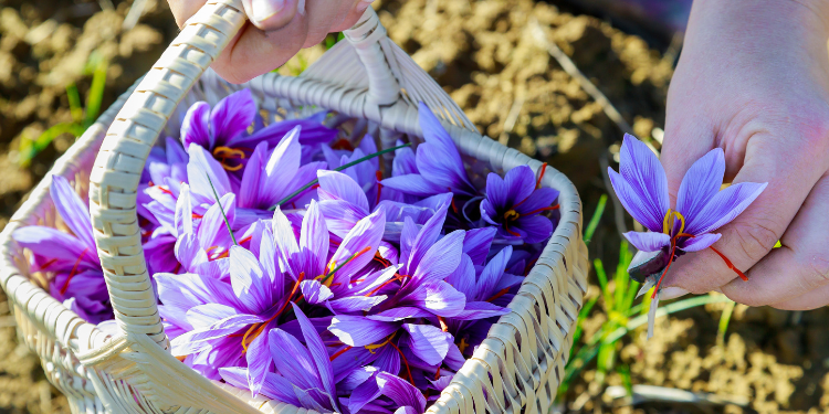 festival dello zafferano