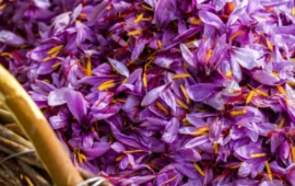 L’oro rosso della Sardegna in festa: al via il Festival delle Strade dello Zafferano DOP