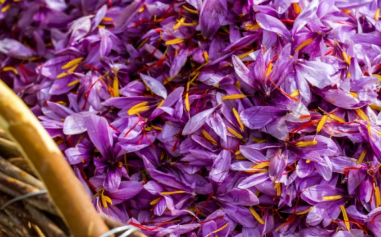 festival dello zafferano