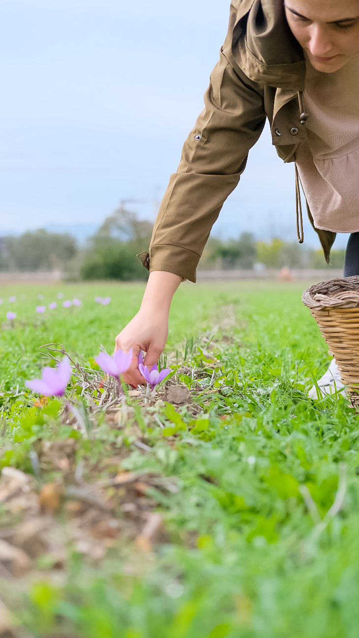festival dello zafferano