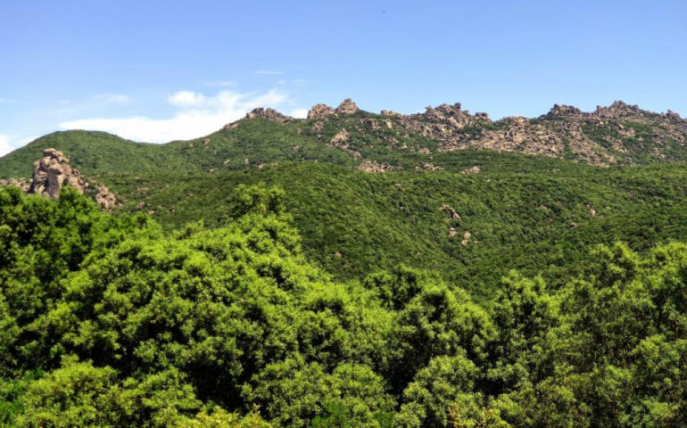 La Foresta dei Settefratelli