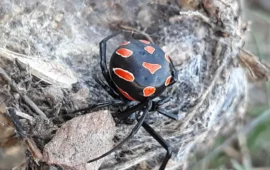 L’Argia (o malmignatta), chiamata anche “Ragno del Demonio”. L’avete mai vista?