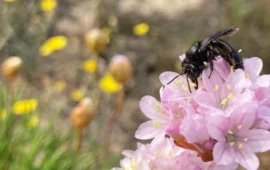 Nuova ape selvatica scoperta in Sardegna: si tratta dell’Andrena culucciae, mai registrata prima
