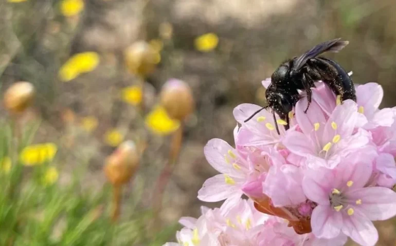 nuova ape scoperta in sardegna