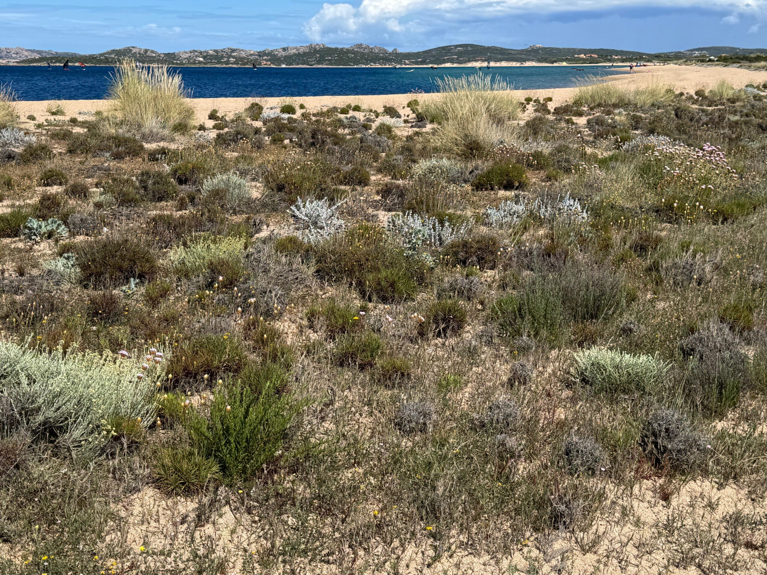 nuova ape scoperta in sardegna