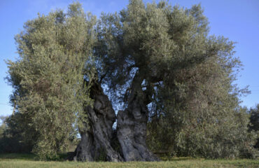 L'olivo millenario di Sini (Foto Claudio Kalb e Monumenti Aperti)