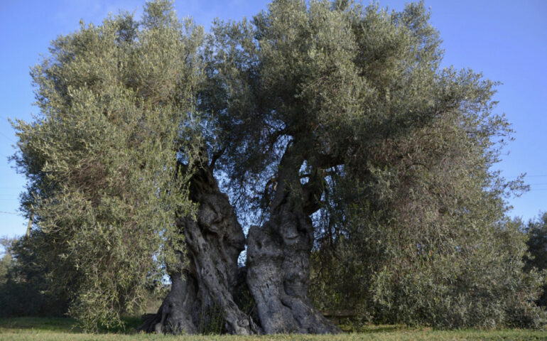 L'olivo millenario di Sini (Foto Claudio Kalb e Monumenti Aperti)