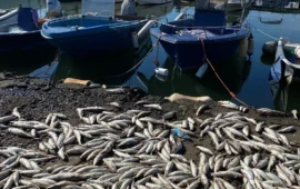 Su Siccu, incredibile moria di pesci: il porto coperto da un tappeto di cadaveri di muggini dopo le piogge torrenziali