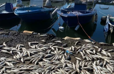 pesci morti a su siccu