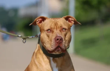 cane pitbull