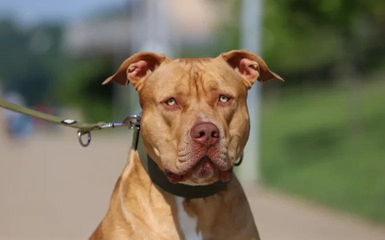 cane pitbull