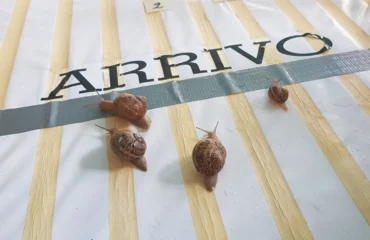 sagra lumaca a gesico