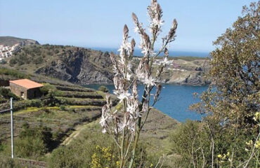 Una pianta di asfodelo (Wikipedia)