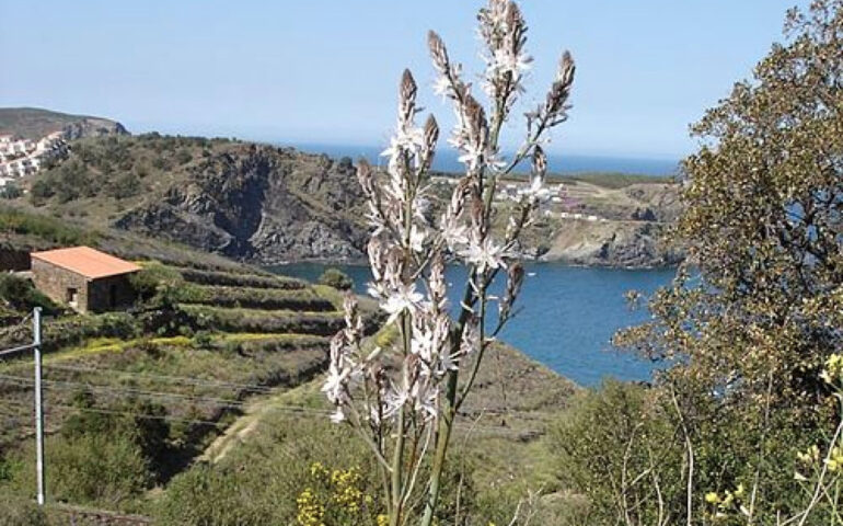 Una pianta di asfodelo (Wikipedia)