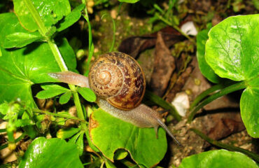 Una lumaca
