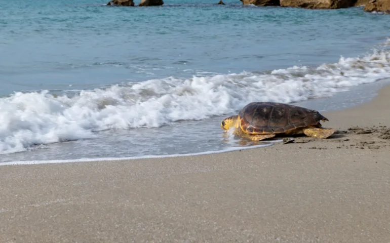 Un piccolo miracolo sulla spiaggia di San Giovanni di Sinis: la liberazione delle Caretta caretta