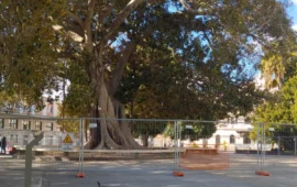 Cagliari, rischio cedimento per il Ficus monumentale di piazza Matteotti: area transennata
